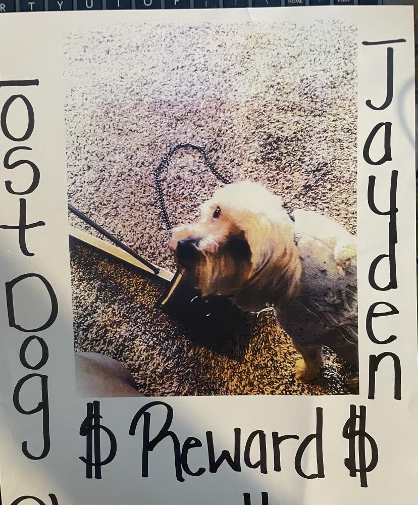 Image of Jayden, Lost Dog