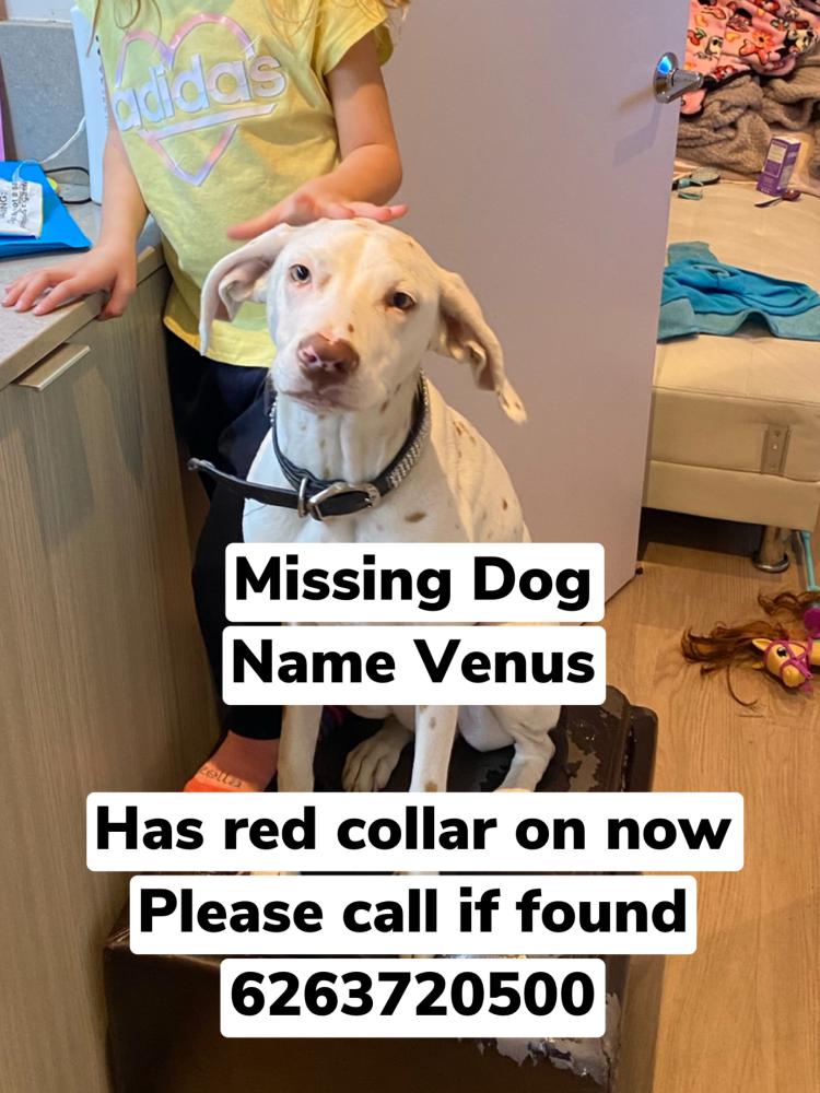 Image of Venus, Lost Dog