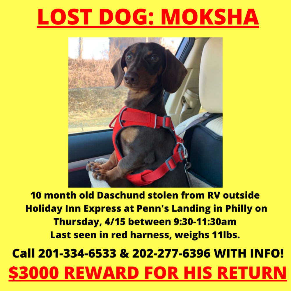 Image of Moksha, Lost Dog