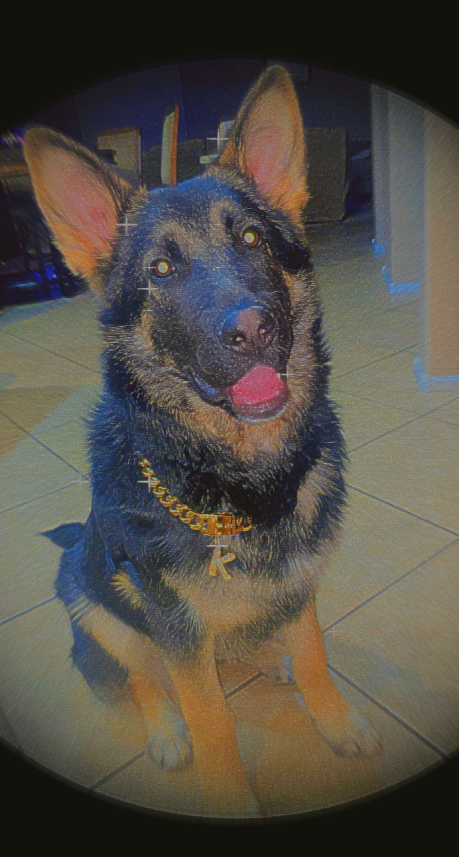 Image of Kovu, Lost Dog