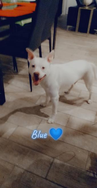 Image of Blue, Lost Dog