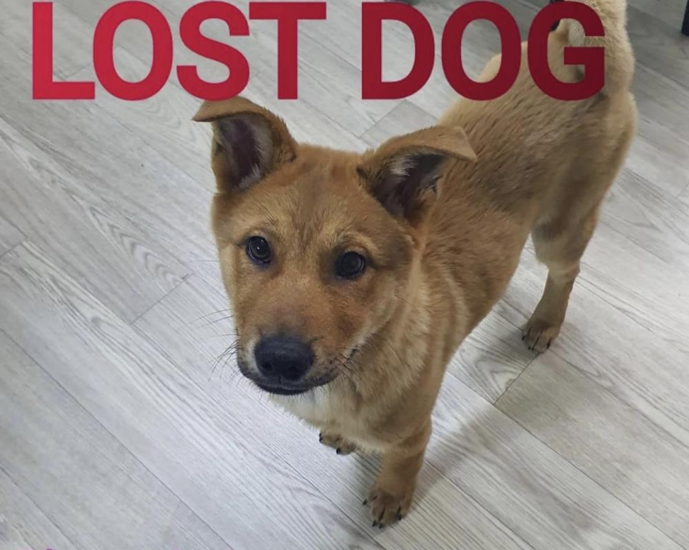 Image of Bori, Lost Dog
