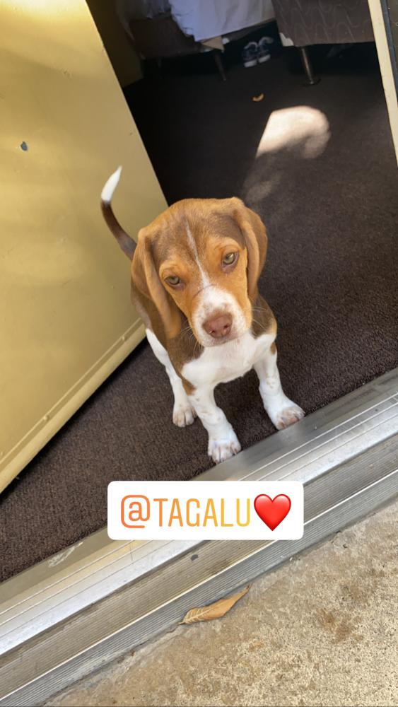 Image of Tagalú, Lost Dog