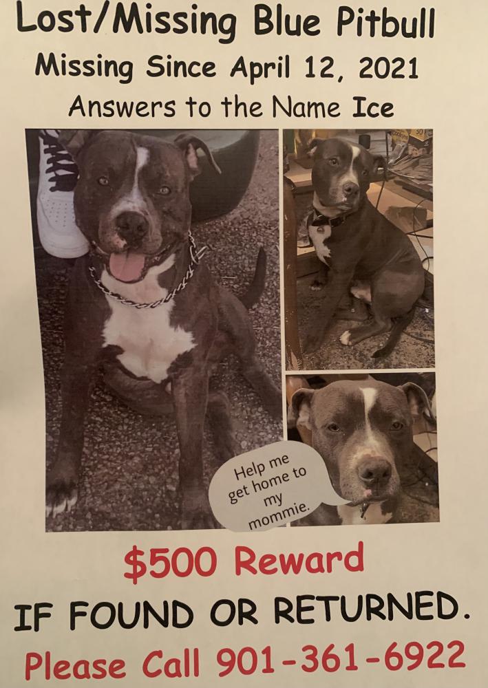 Image of Ice, Lost Dog