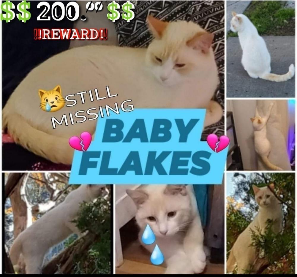 Image of Baby Flakes, Lost Cat