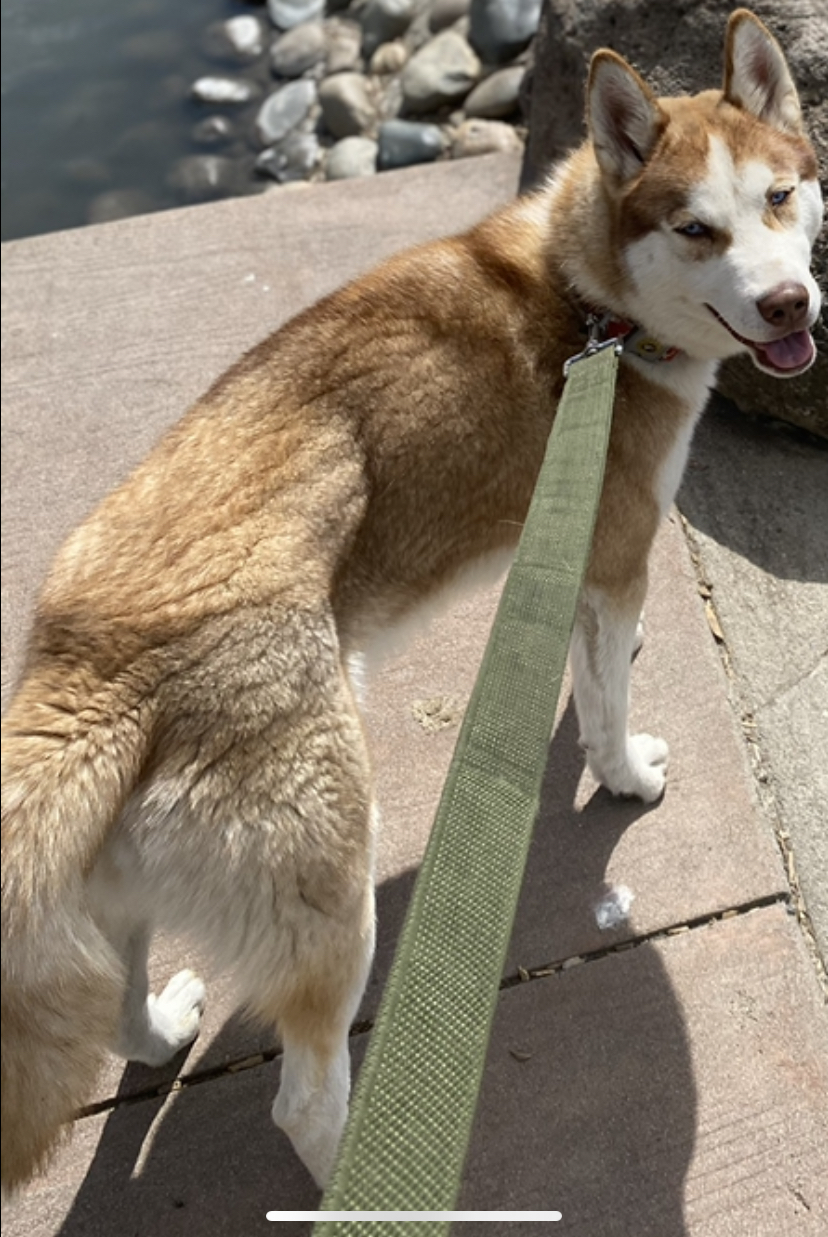 Lost Dog Alaskan Husky in STOCKTON, CA Lost My Doggie