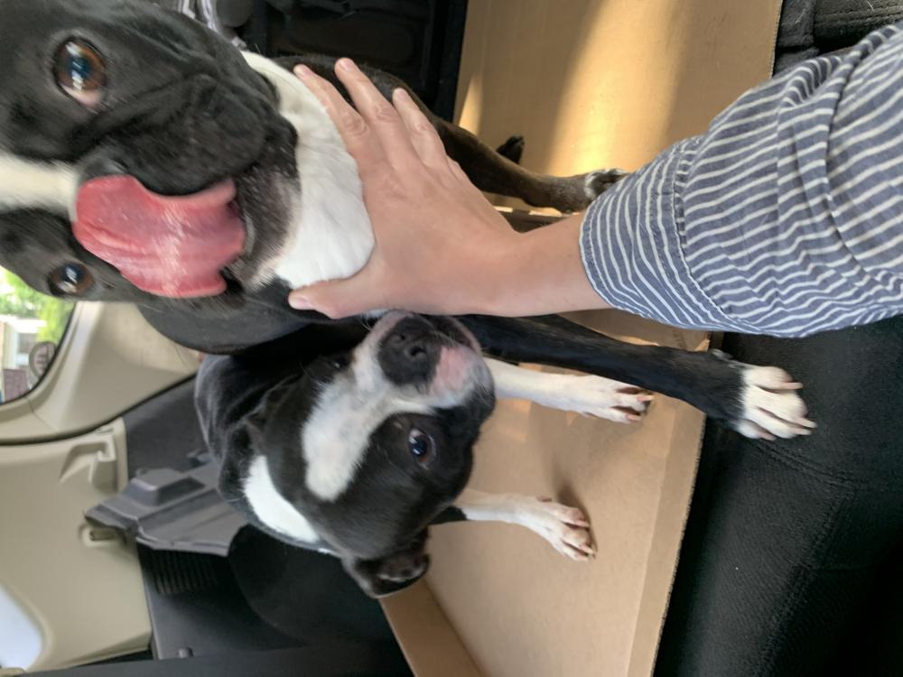 Image of Two Boston terriers, Found Dog