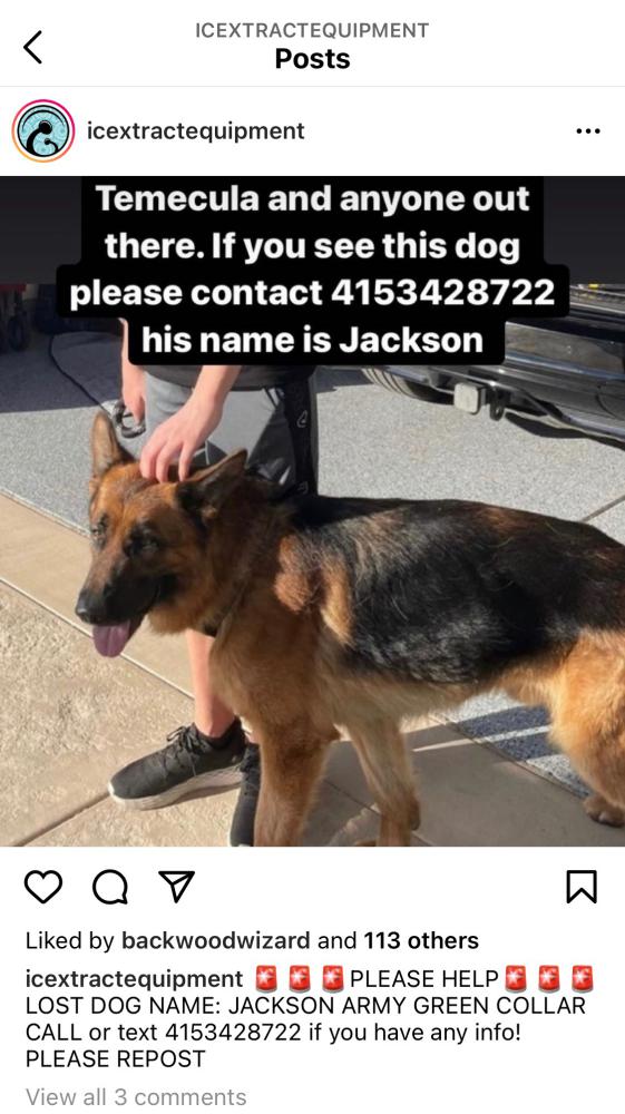 Image of Jackson, Lost Dog