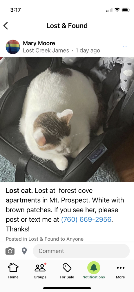 Image of Squee, Lost Cat