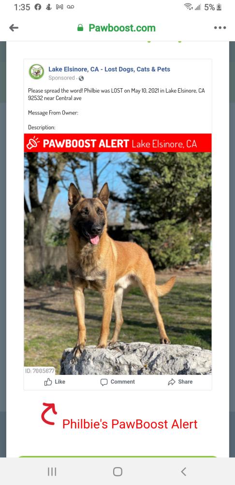 Image of Philbe, Lost Dog