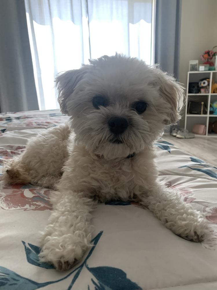 Image of TEDDY, Lost Dog