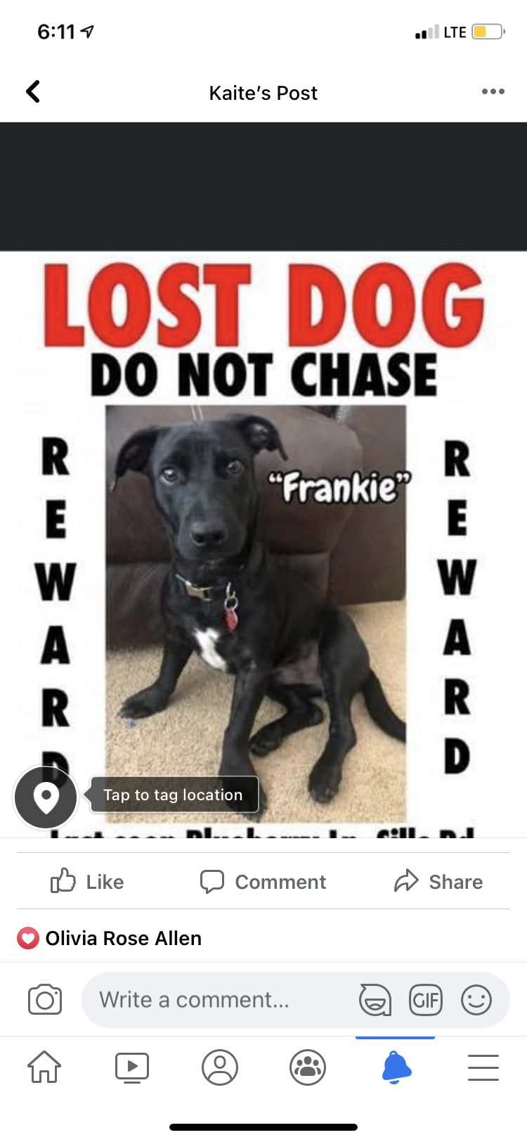 Image of FRANKE, Lost Dog