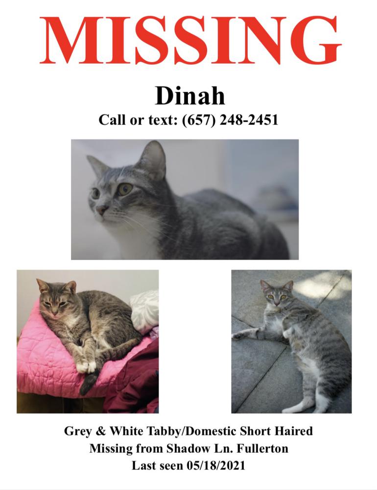 Image of Dinah, Lost Cat