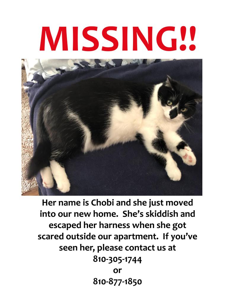 Image of Chobi, Lost Cat