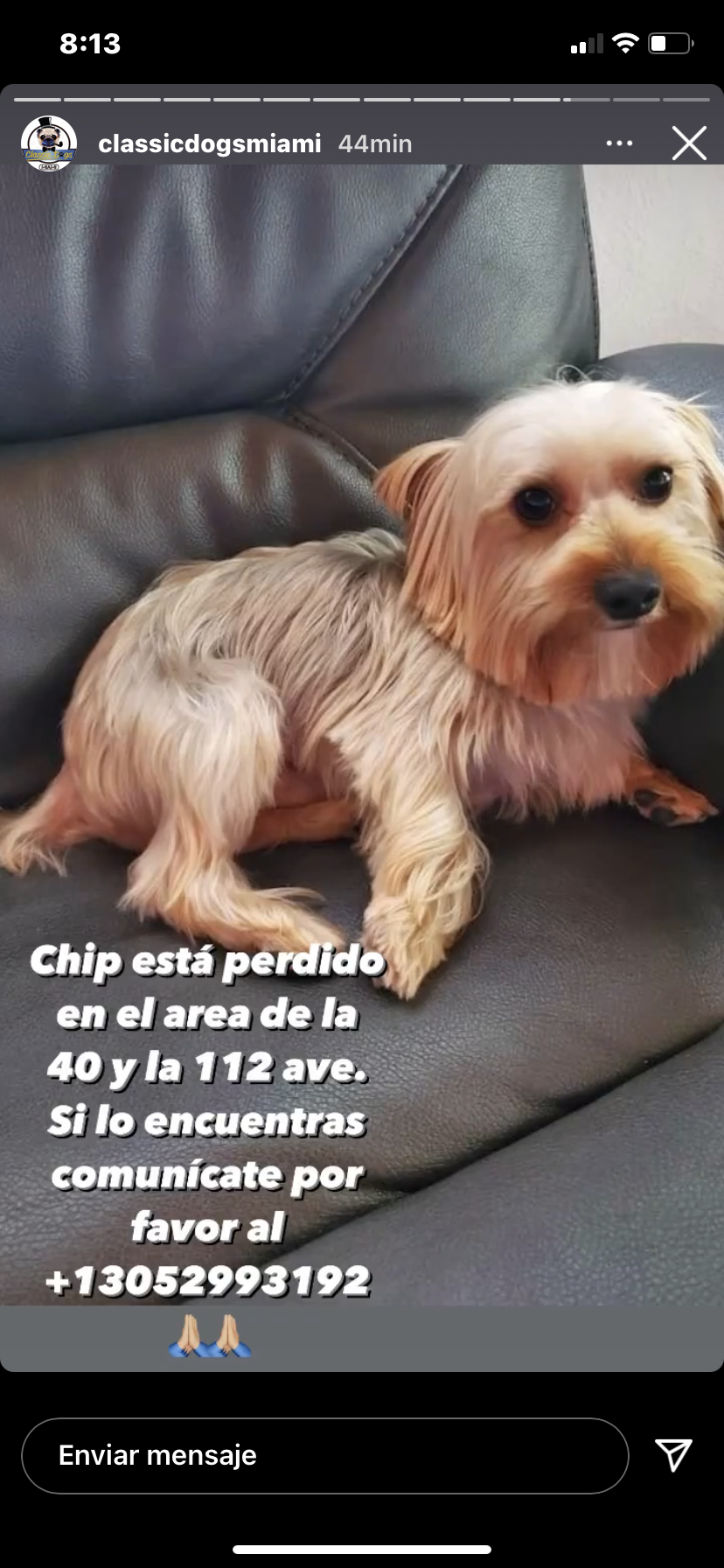 Image of chip, Lost Dog