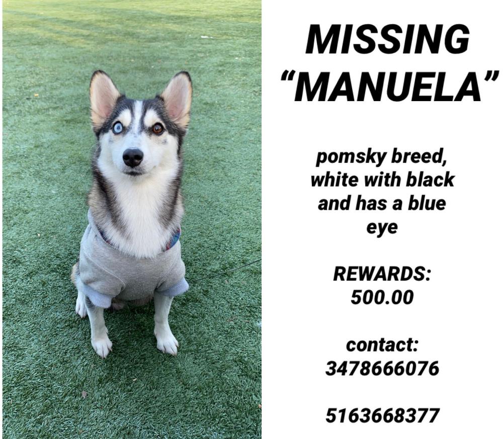 Image of MANUELA, Lost Dog