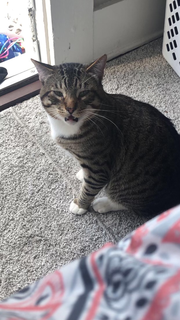 Image of Sparky, Lost Cat