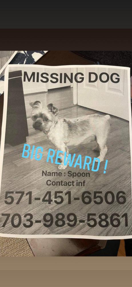 Image of Spoon, Lost Dog