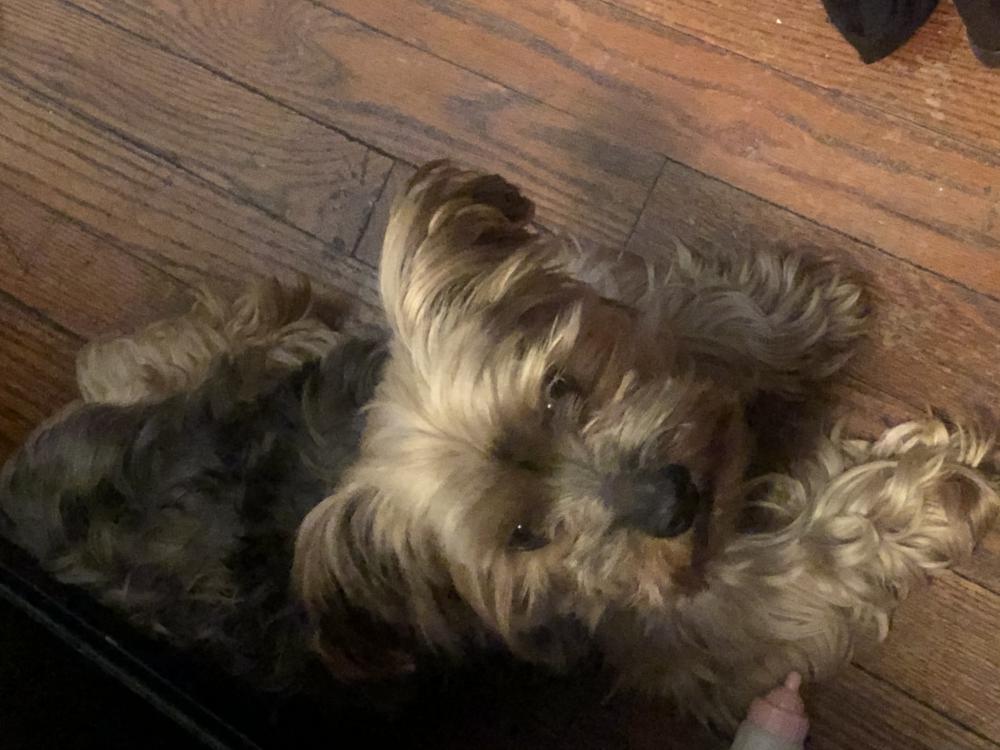 Image of Snickerdoodles, Lost Dog