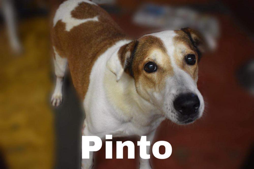 Image of Pinto, Lost Dog