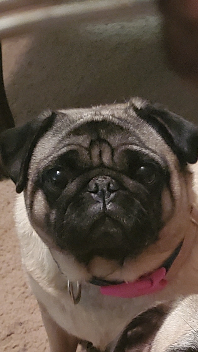 Image of Penny Pug, Lost Dog