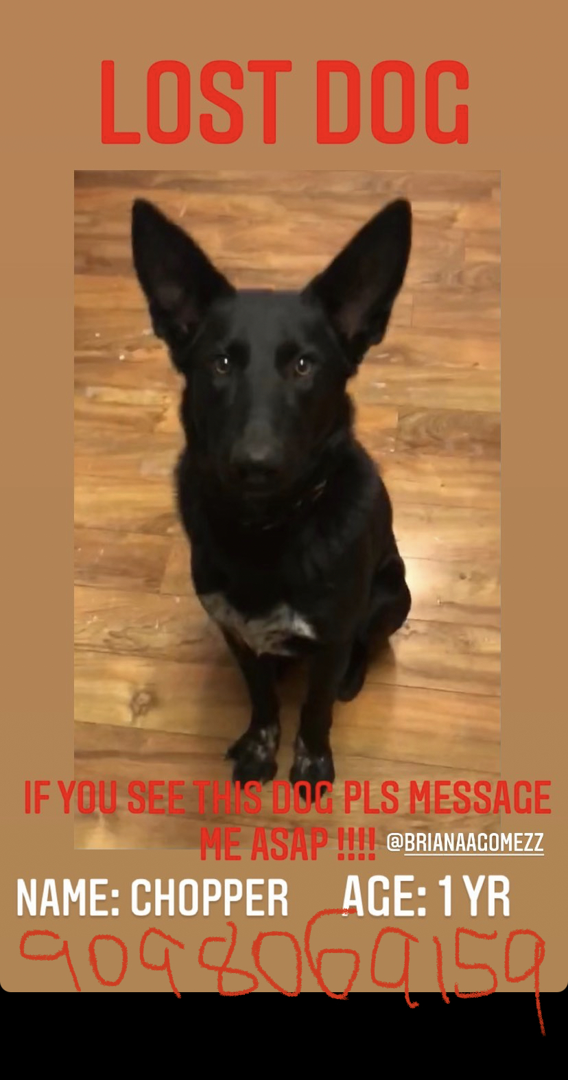 Image of Chopper, Lost Dog