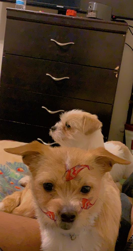 Image of Ace and chico, Lost Dog