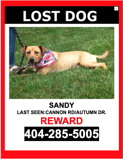 Image of SANDY, Lost Dog