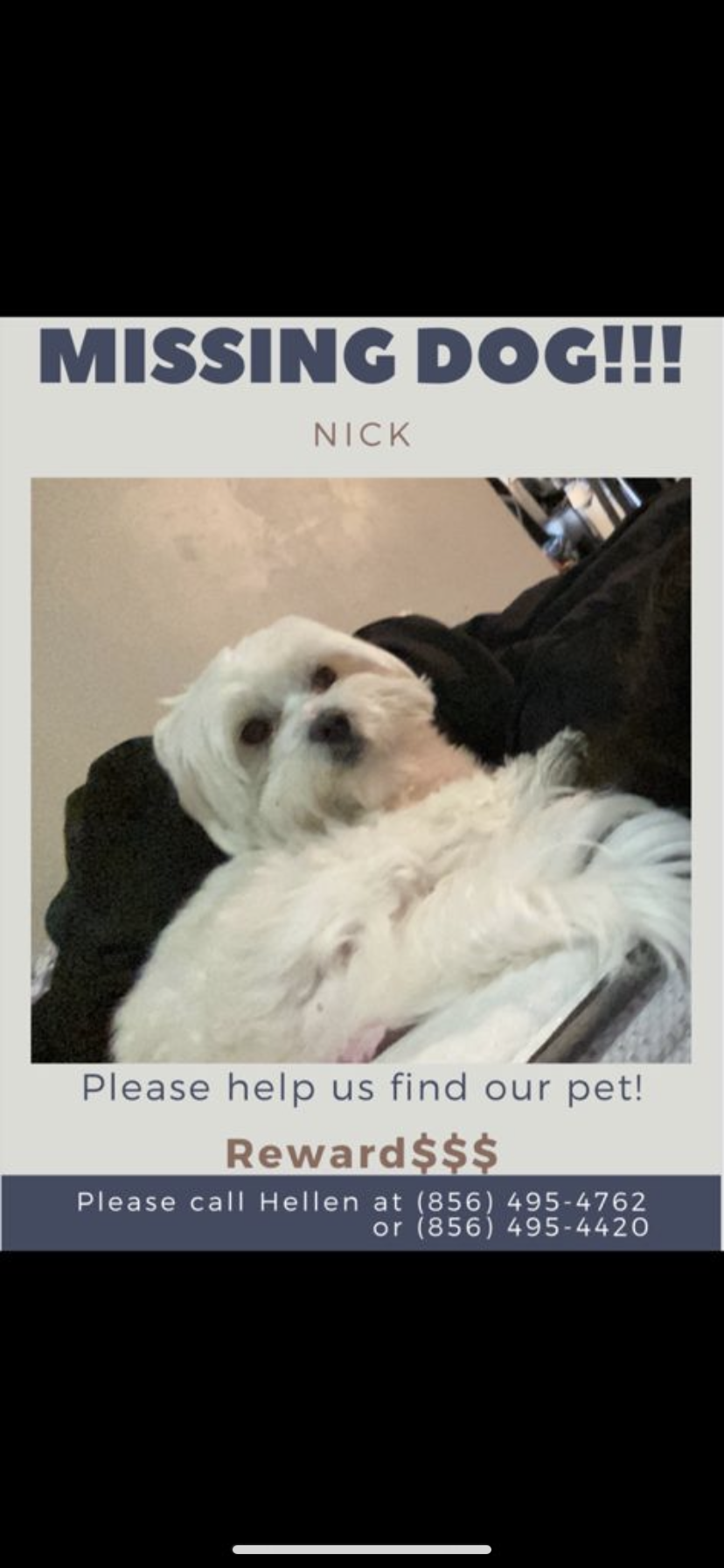 Image of Nick, Lost Dog