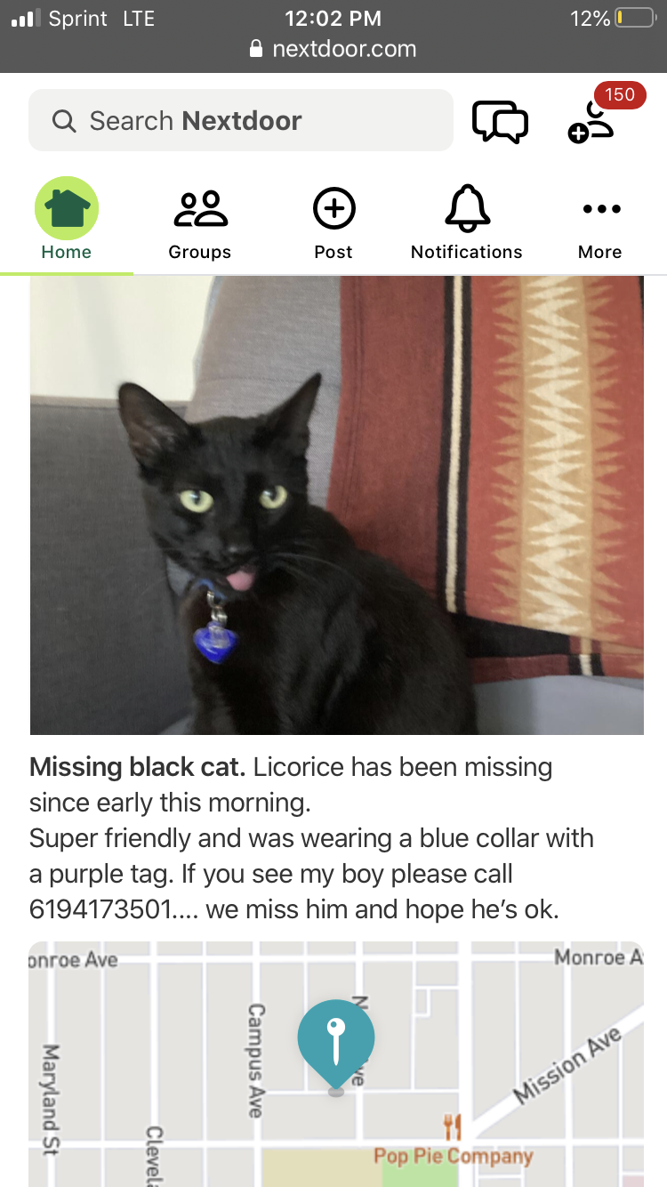 Image of Licorice, Lost Cat