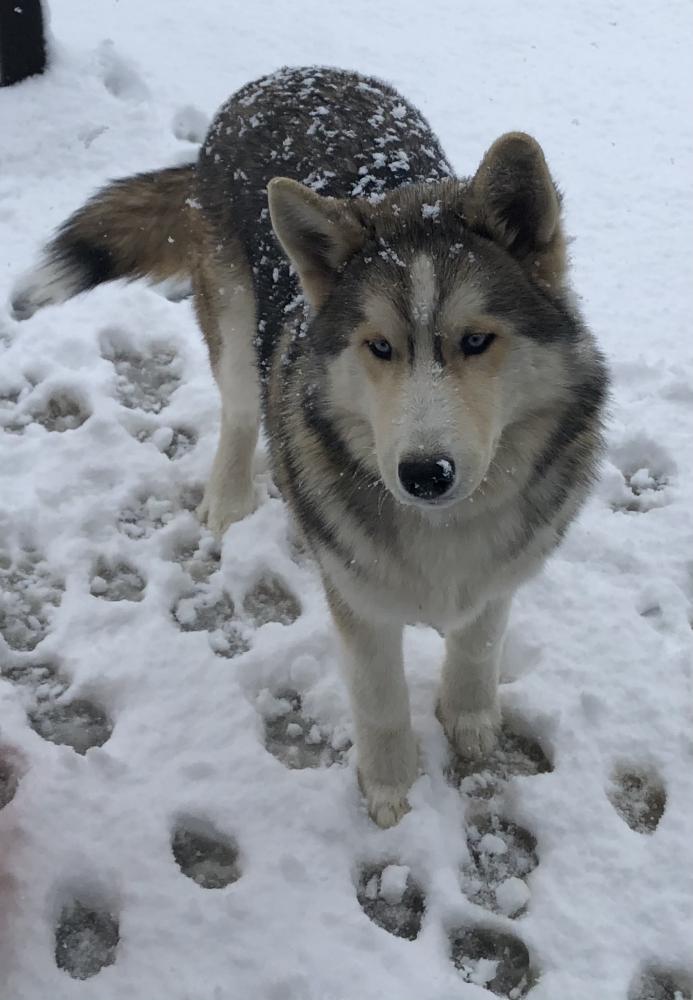 Image of Wolfy, Lost Dog