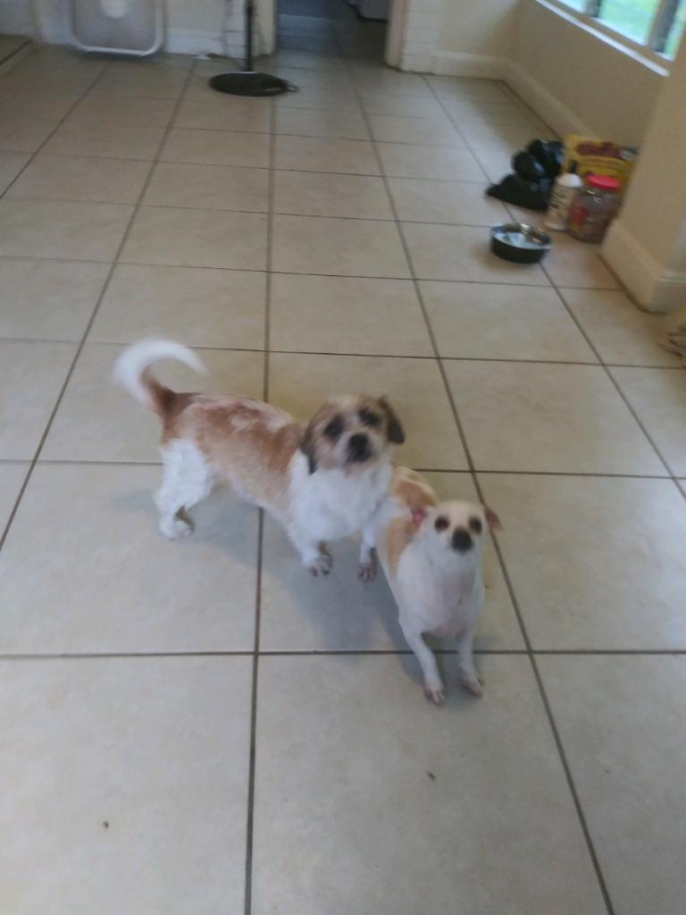 Image of Chiquita and Max, Lost Dog