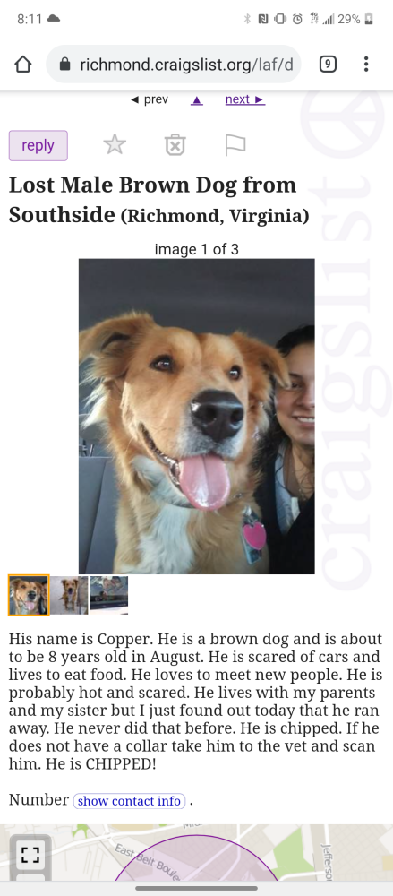 Image of Copper, Lost Dog