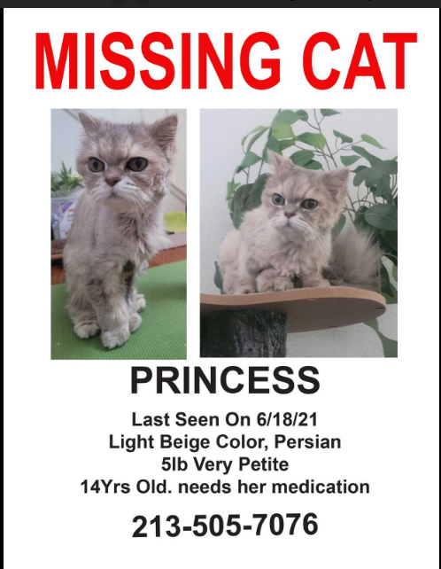 Image of Princess, Lost Cat