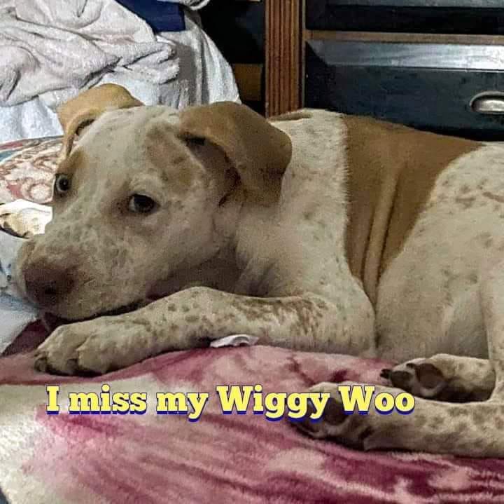 Image of Wiggy, Lost Dog