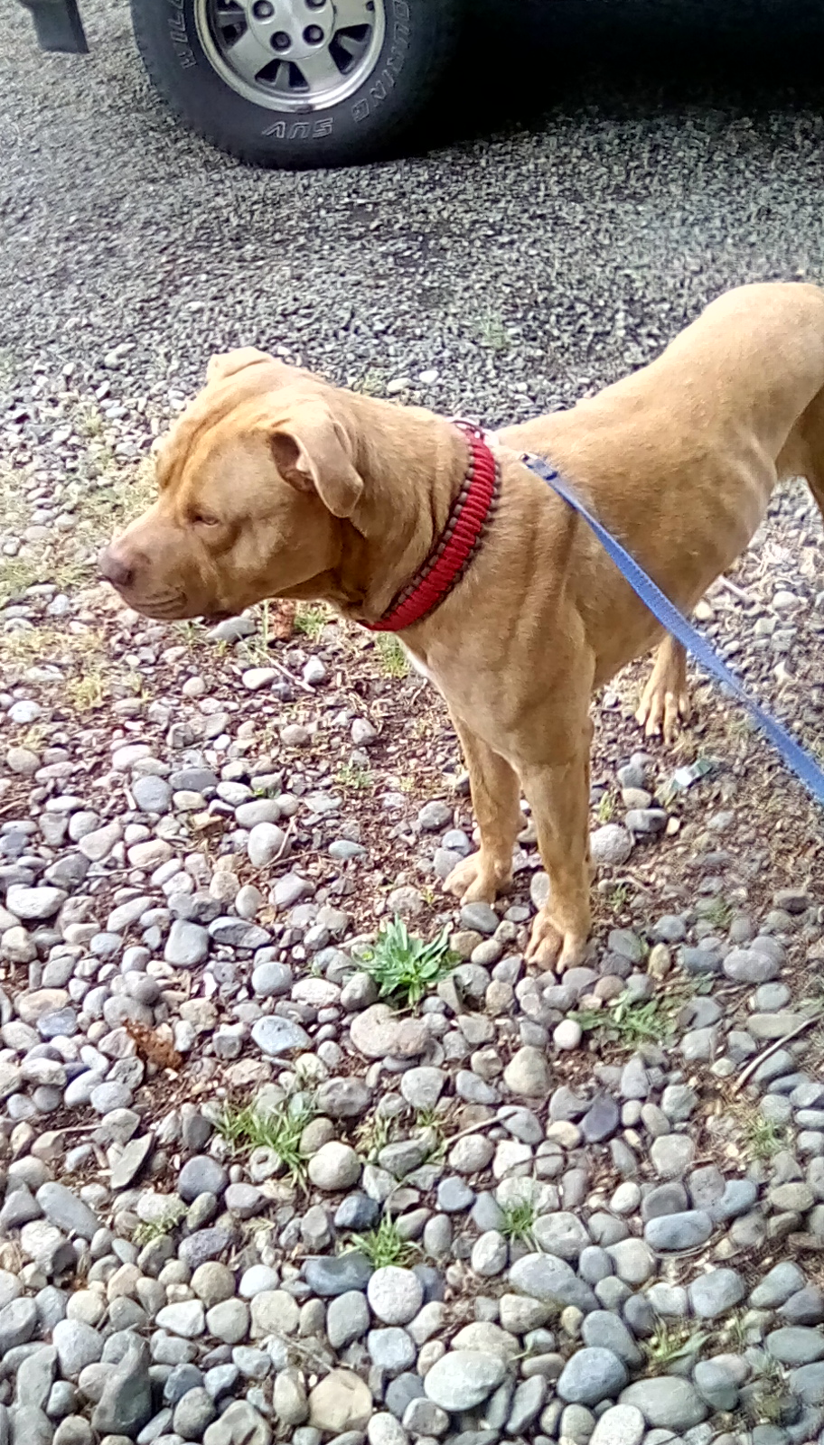 Image of Ike, Lost Dog