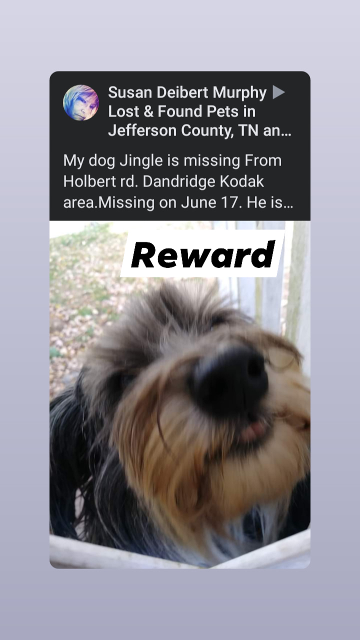 Image of Jingle, Lost Dog