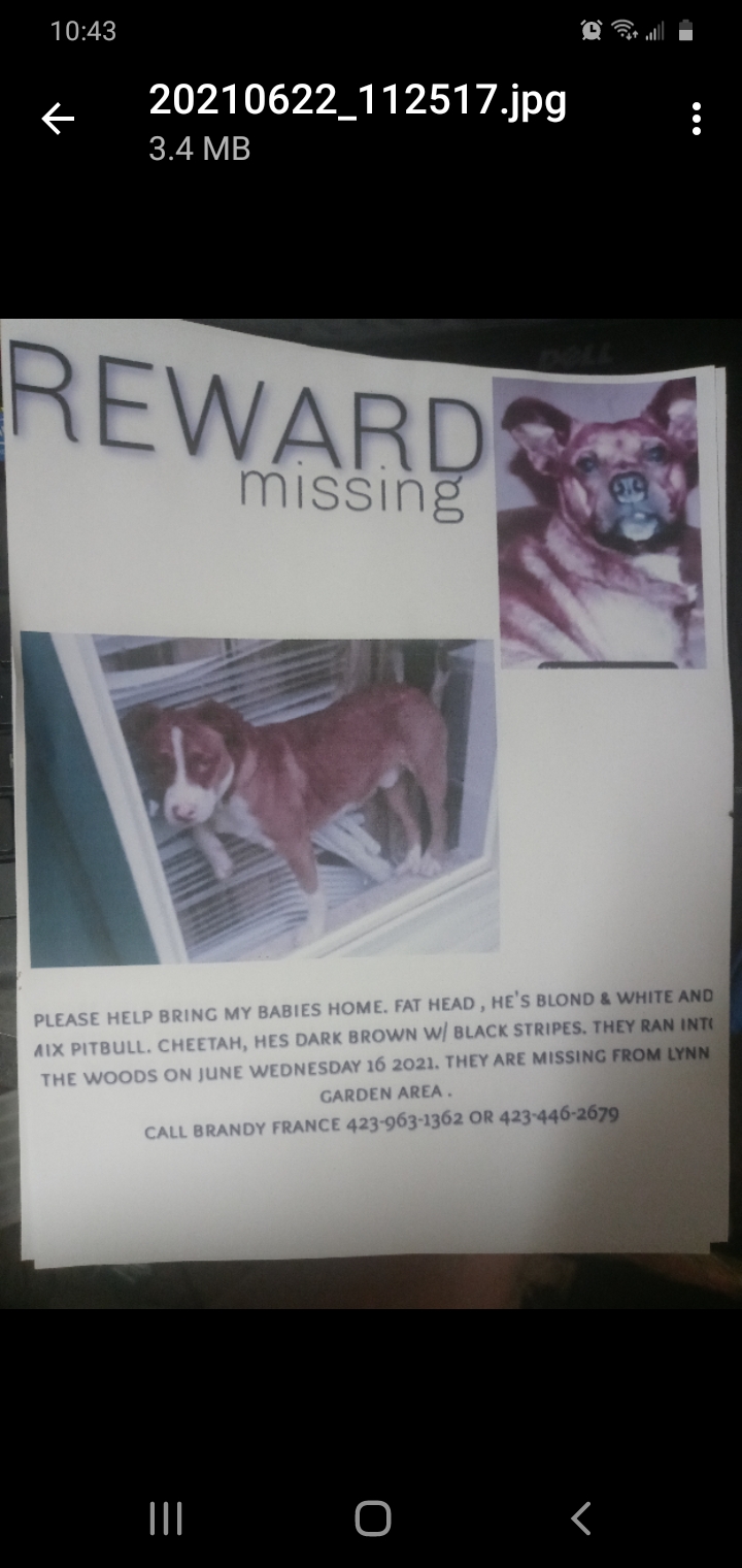 Image of Fat Head, Lost Dog