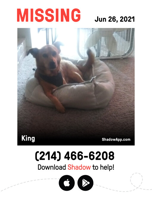Image of King, Lost Dog