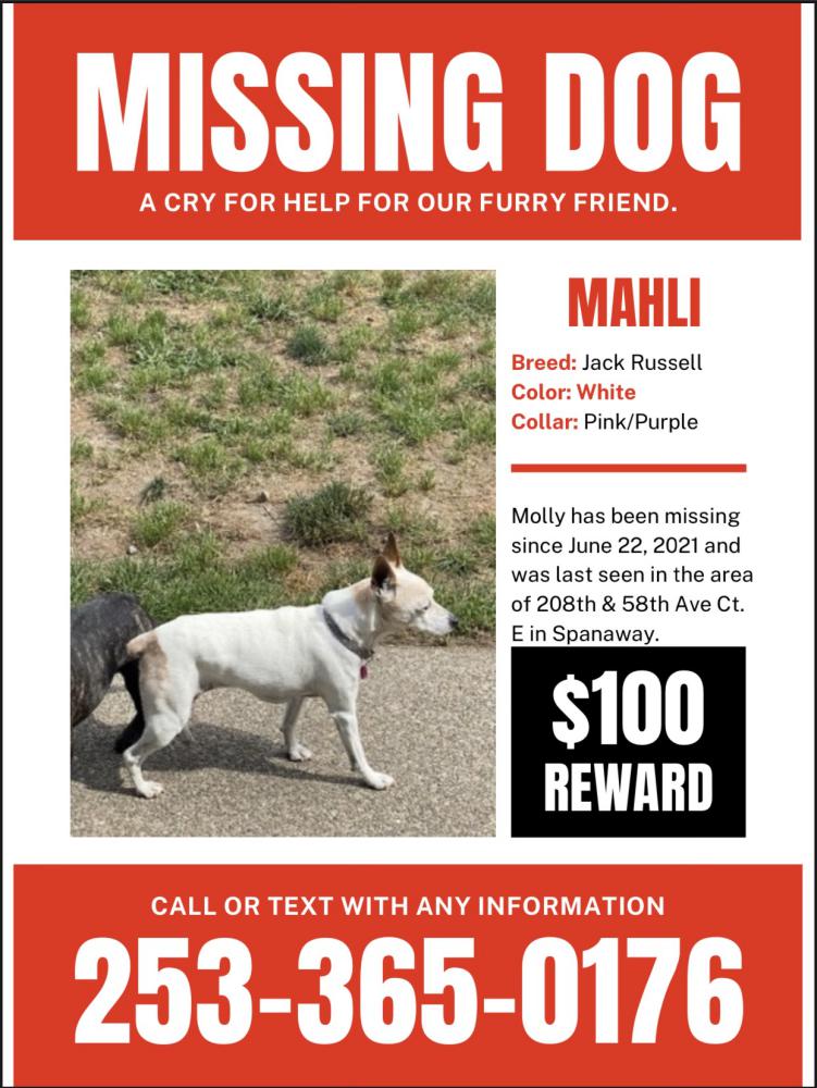 Image of MAHLI, Lost Dog