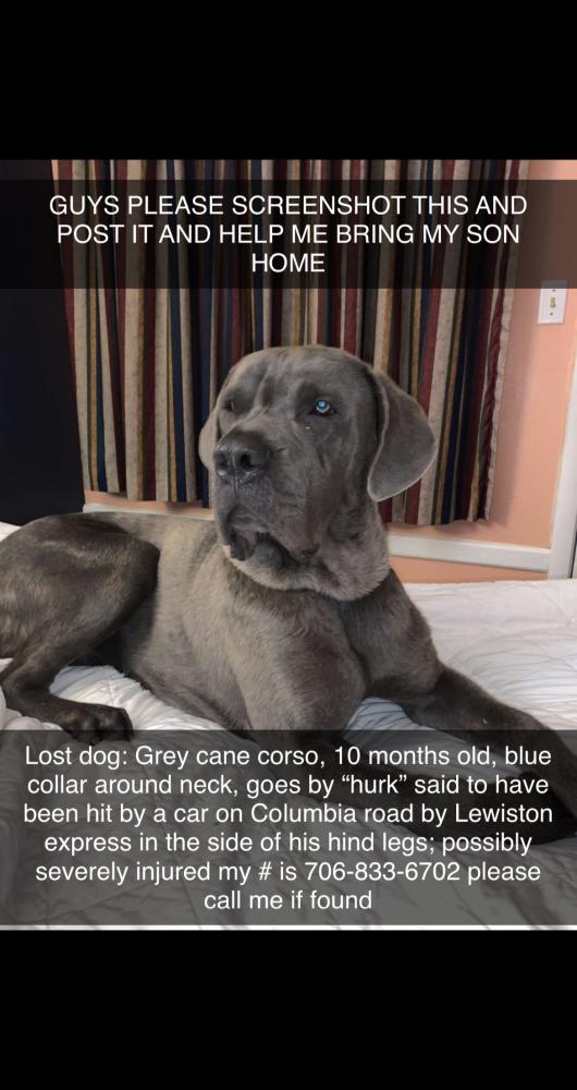 Image of hurk, Lost Dog