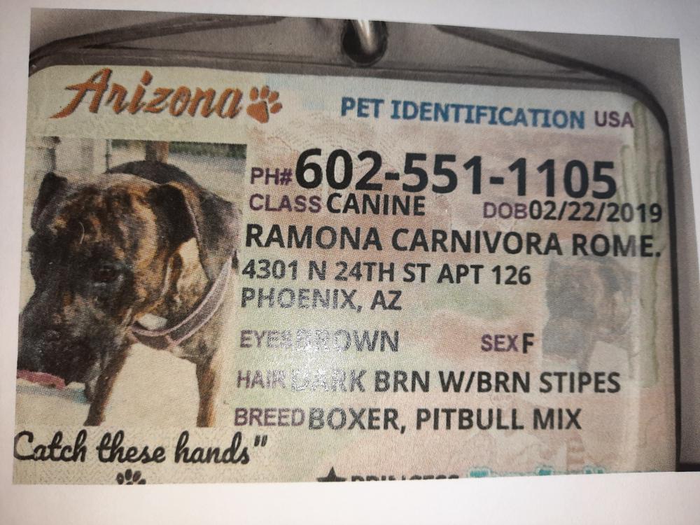 Image of Ramona, Lost Dog