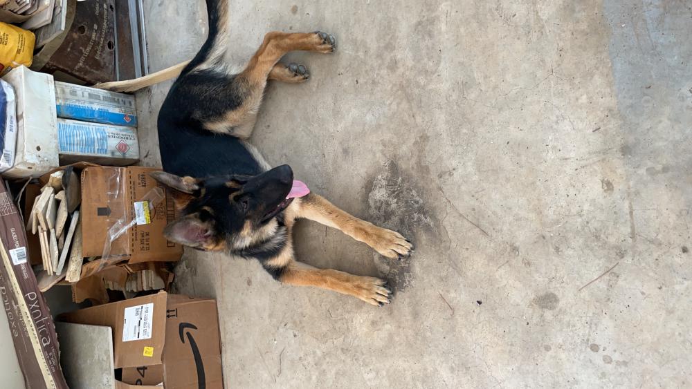 Lost Dog German Shepherd in HOUSTON, TX Lost My Doggie