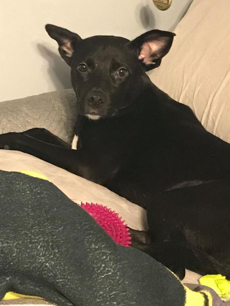 Image of Pepper, Lost Dog