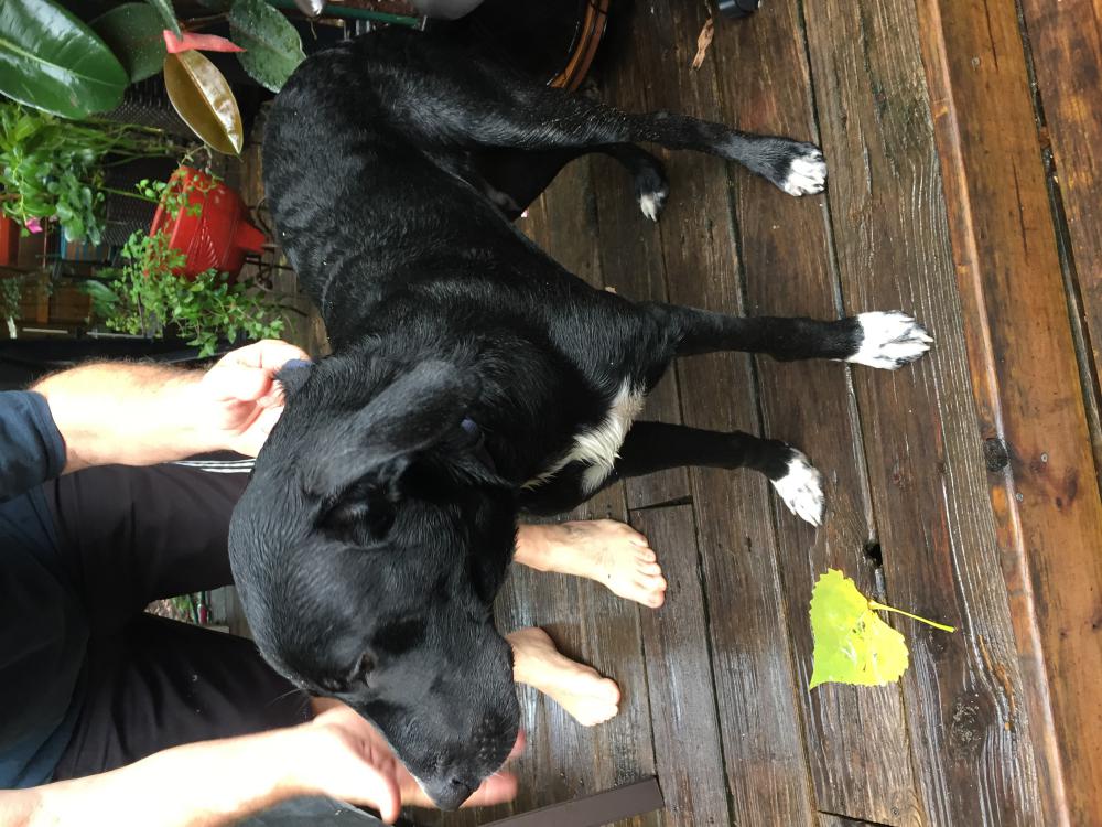 Image of Unknown black male, Found Dog