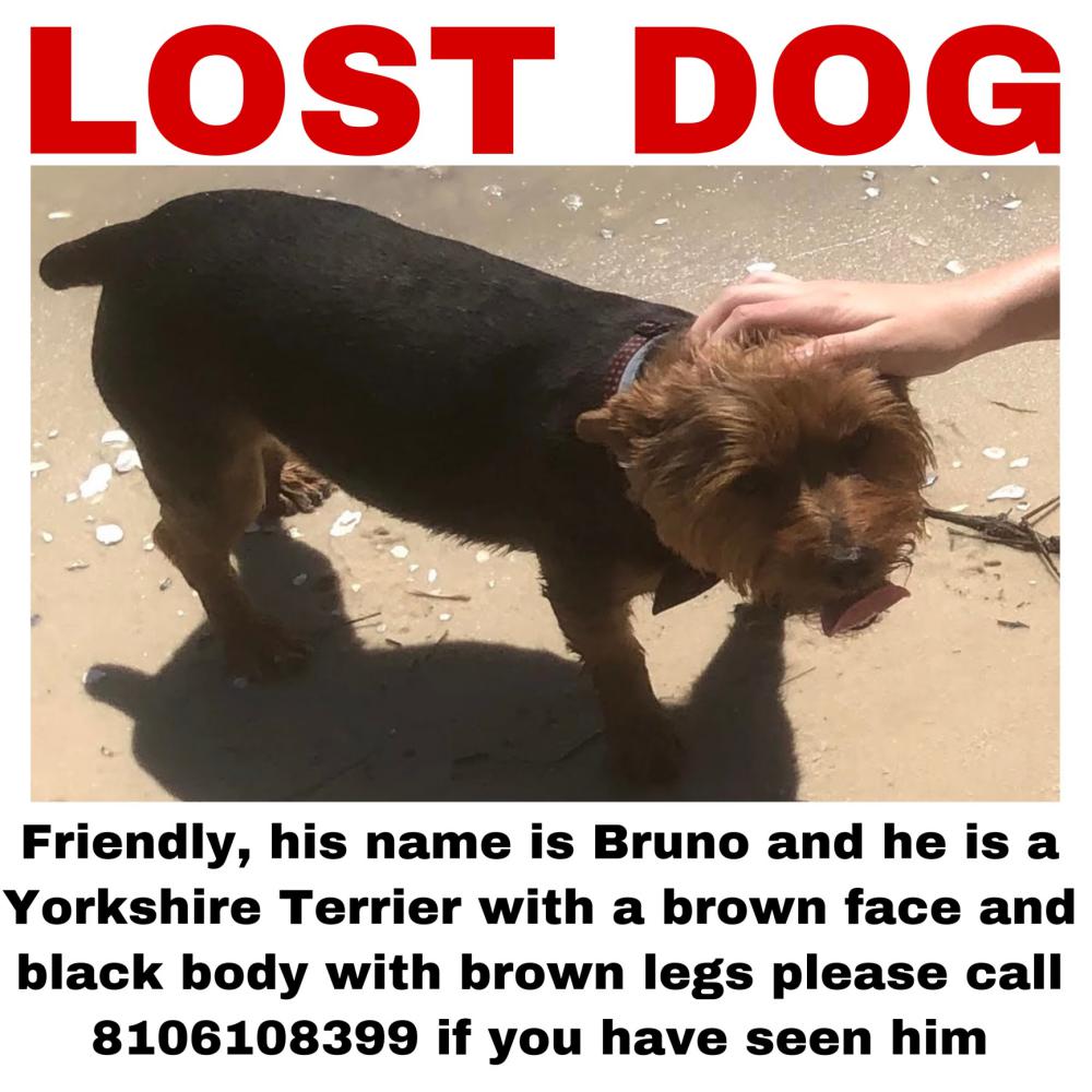 Image of Bruno Scars, Lost Dog