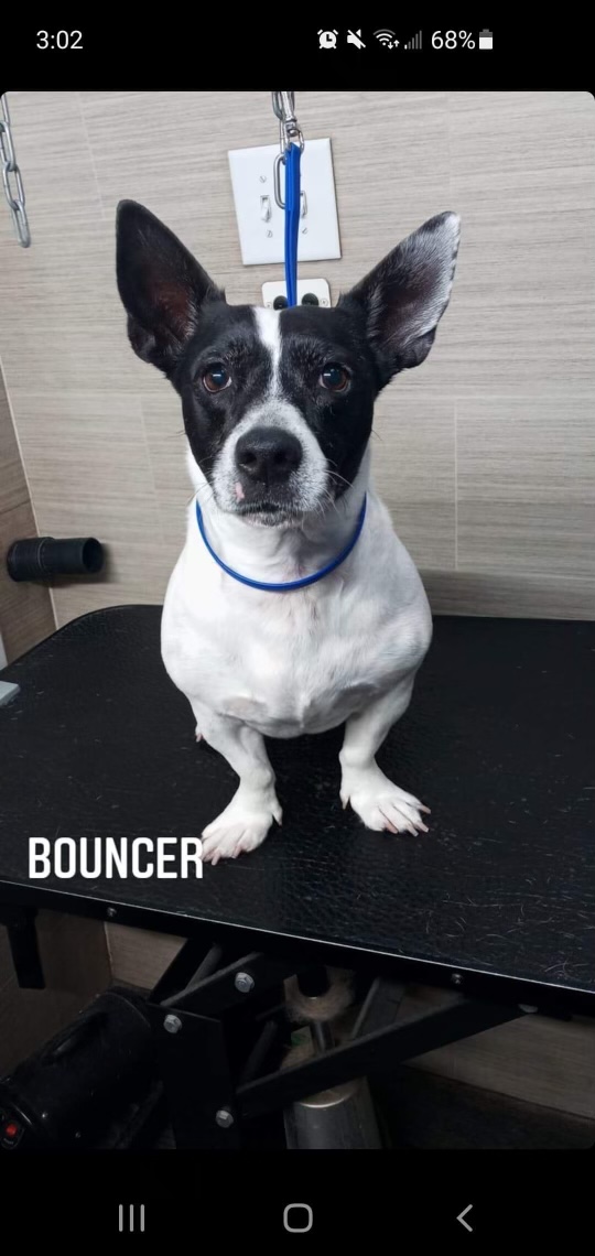 Image of Bouncer, Lost Dog