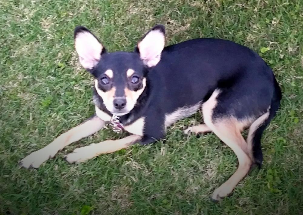 Image of Waihere, Lost Dog