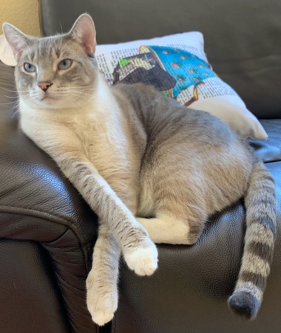 Image of Toufer, Lost Cat