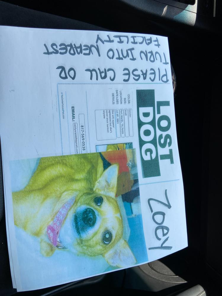 Image of Zoey, Lost Dog